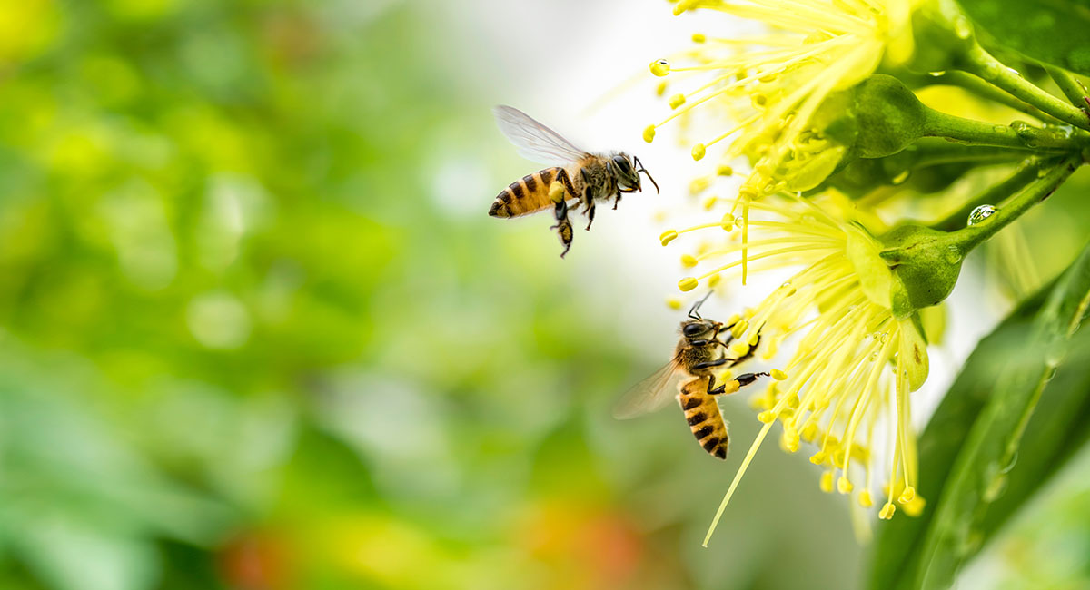 Bees and other pollinators are vital to our existence