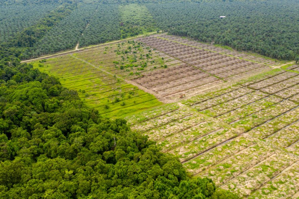 Tropical forests are rapidly vanishing as they are increasingly converted to farmland