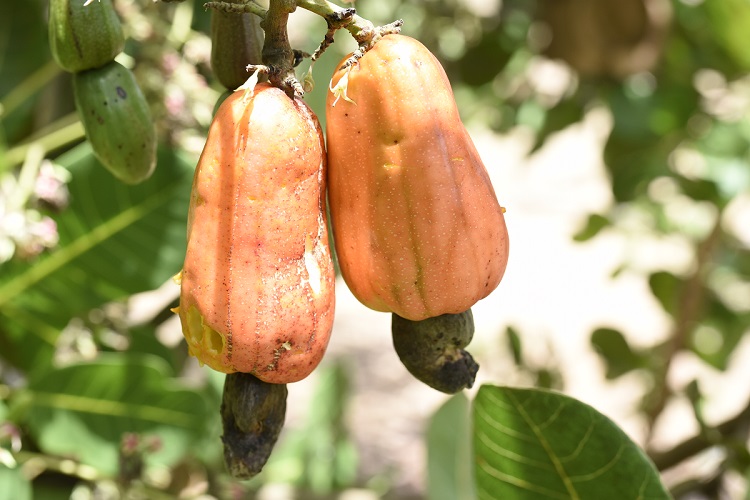 AR cashews 750