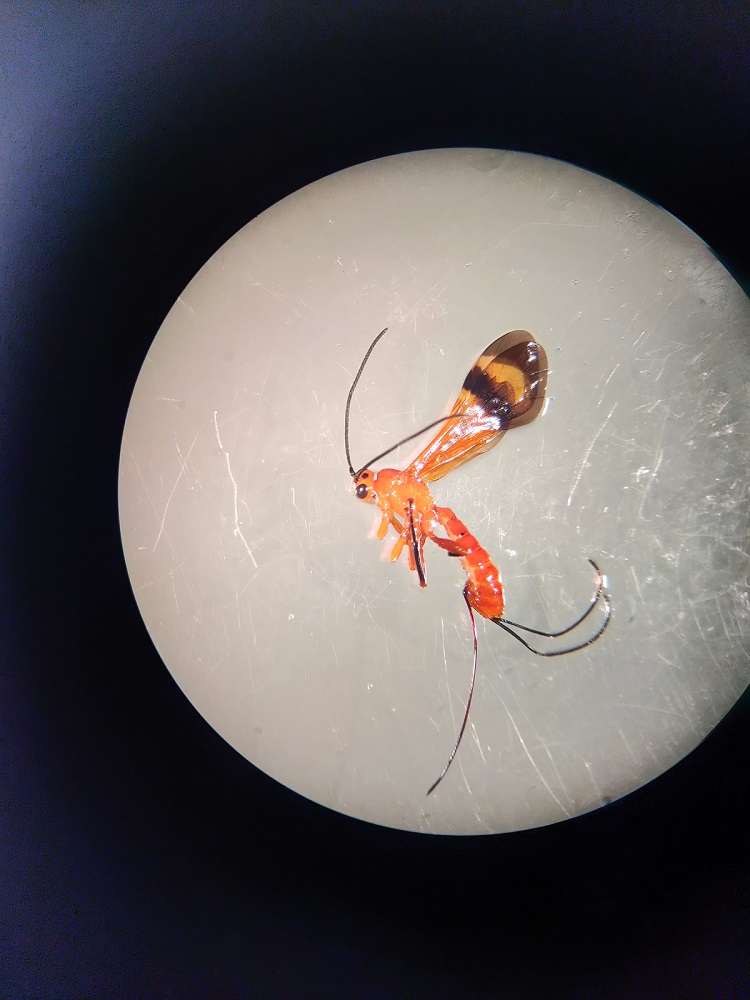 AR predators parasitoids 750