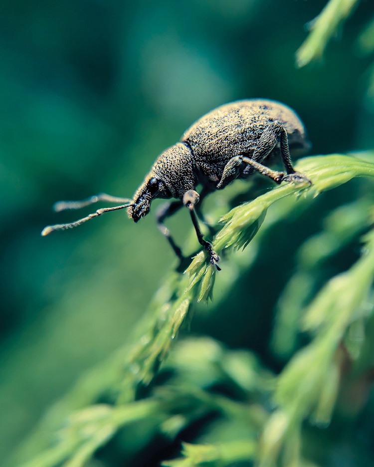 AR vine weevil 750