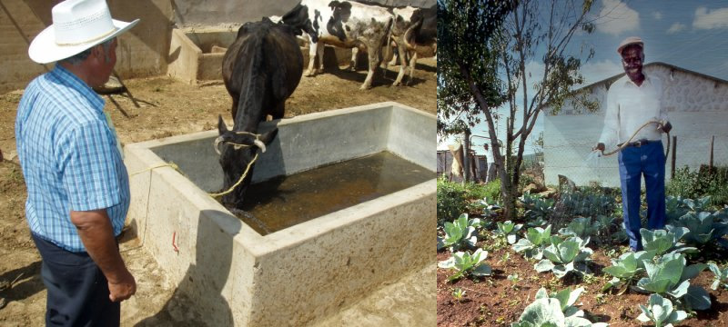 cows gardening