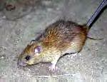 r rattus