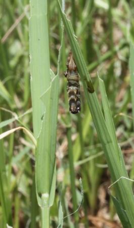 armyworm-killed-npv