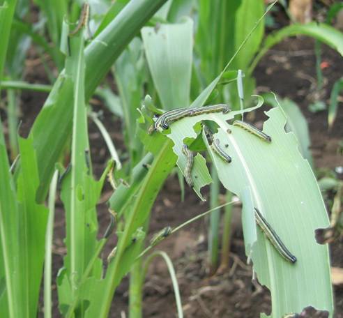Armyworm larvae destroying maize in Tanzania