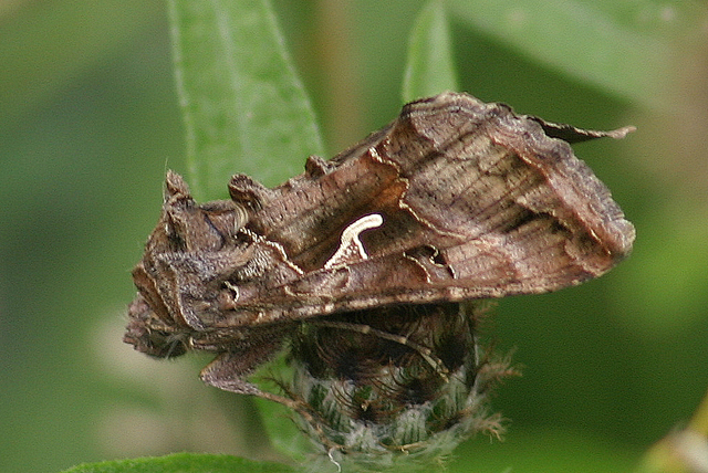 Silver Y moth by Ian Woiwod