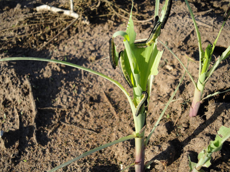 armyworm attacks korogwe full