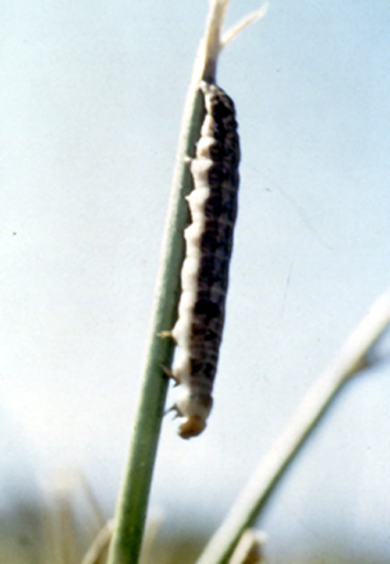 armyworm npv killed full