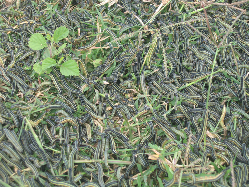 Armyworm outbreak