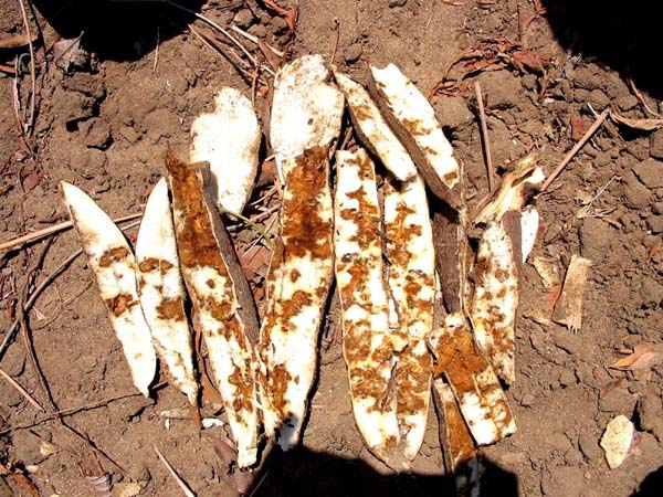 cbsd-infected-cassava full