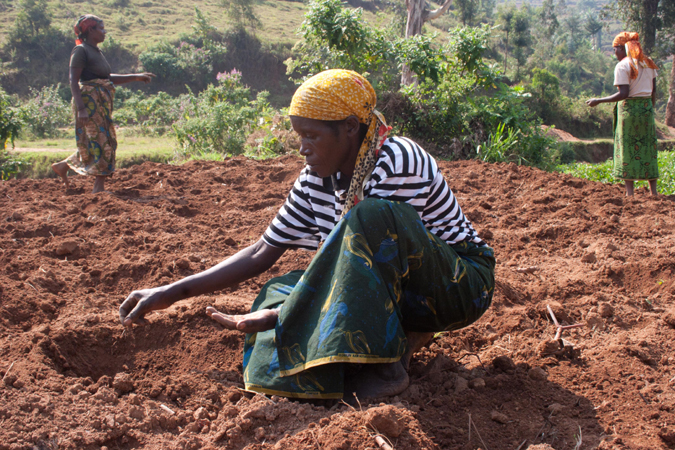 Farmer working on a cooperative established through Concern Rwanda