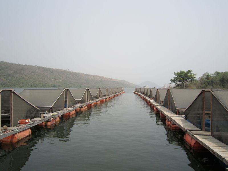 small-to-medium-fishfarm-ghana full