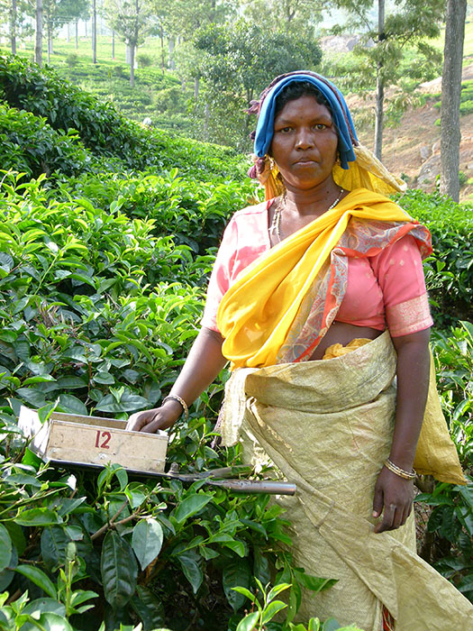 Tea worker at certified tea estate, Tamil Nadu, India