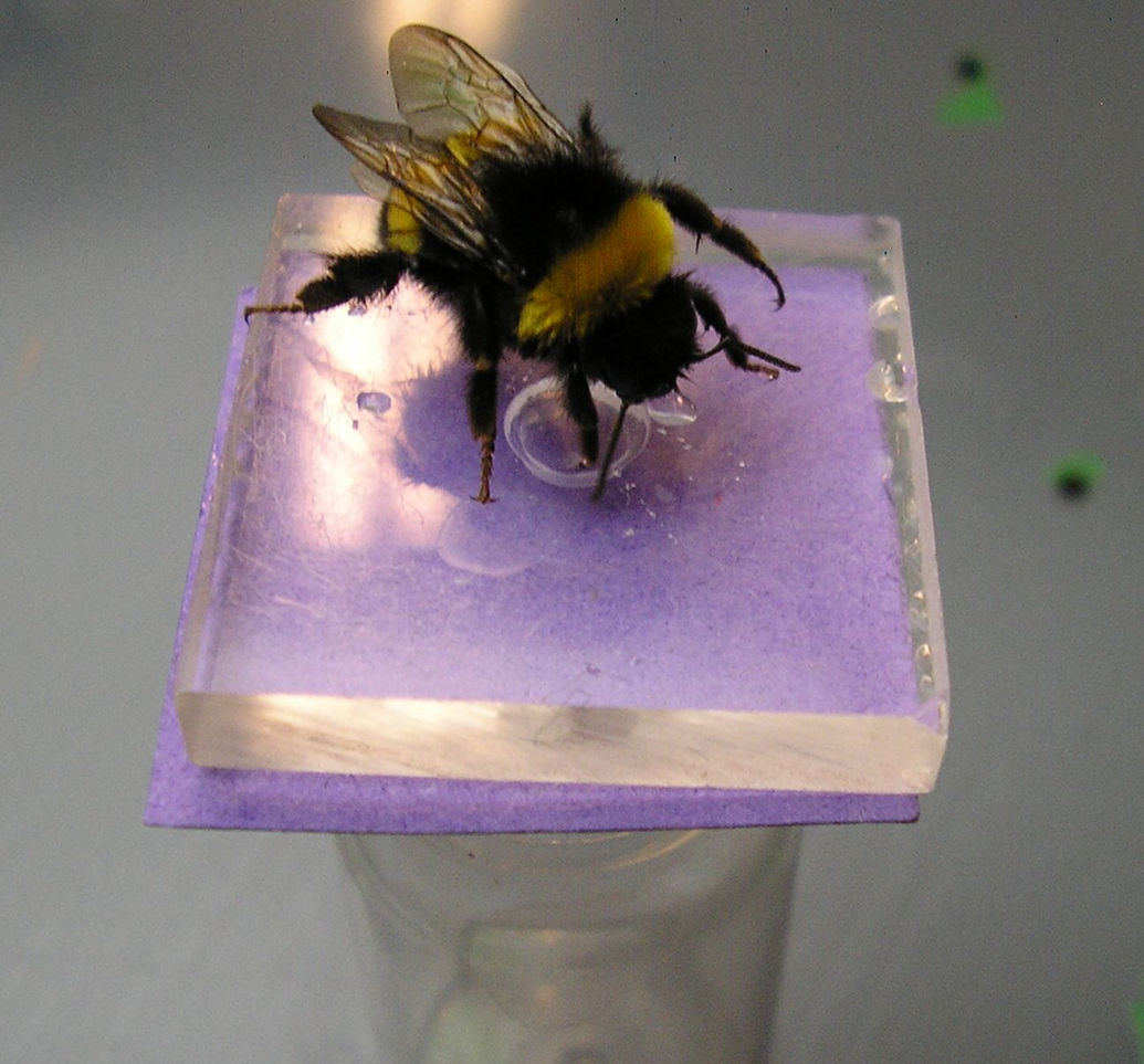 Bumblebee being studied on the sweet sugary purple 'flower'