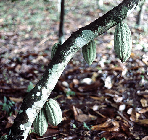 Cocoa pods. Photo by Chris Atkinson