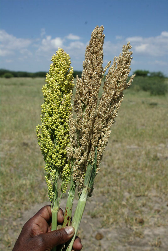 sorghum-head orig