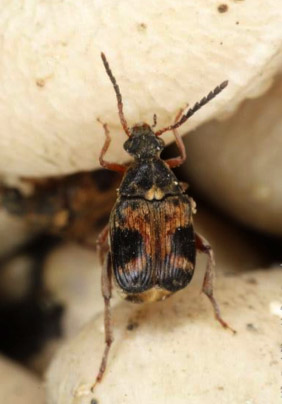 The bruchid seed beetle, Callosobruchus maculatus, on cowpeas