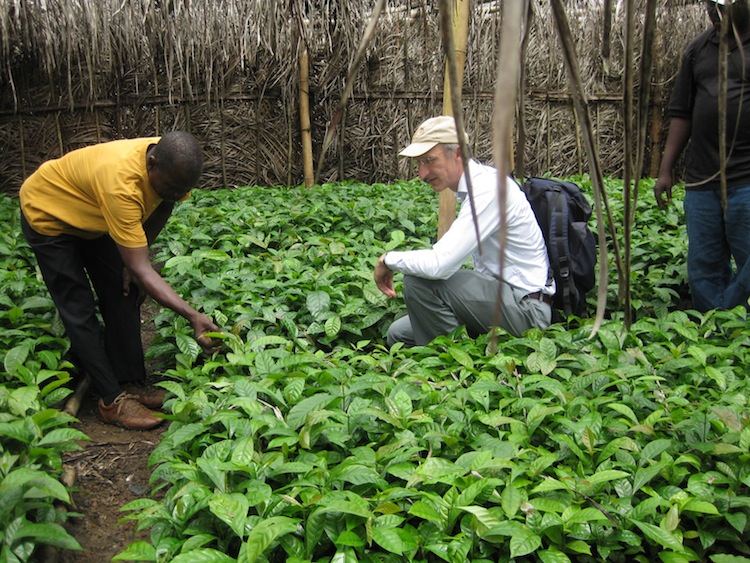 Jeremy Haggar visits the coffee nursery of the Agroforestry Farmers Association, Baoma Koya, Kenema, Sierra Leone for the Robusta Coffee Development Project