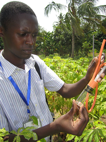Mr Habibu Mugerwa collects whiteflies from a virus-infected cassava field in Tanzania for his PhD studies supervised at NRI by Dr Susan Seal and Prof John Colvin