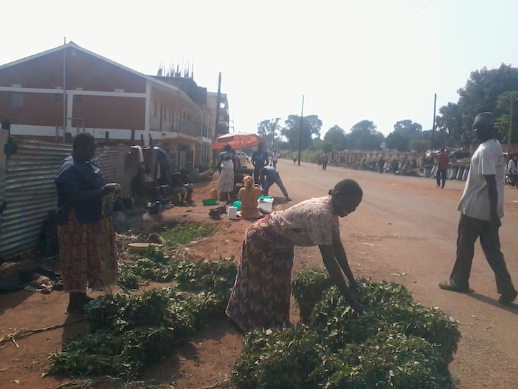 Female vine sellers with bundles of sweet potato vines, Gulu, northern Uganda June 2013