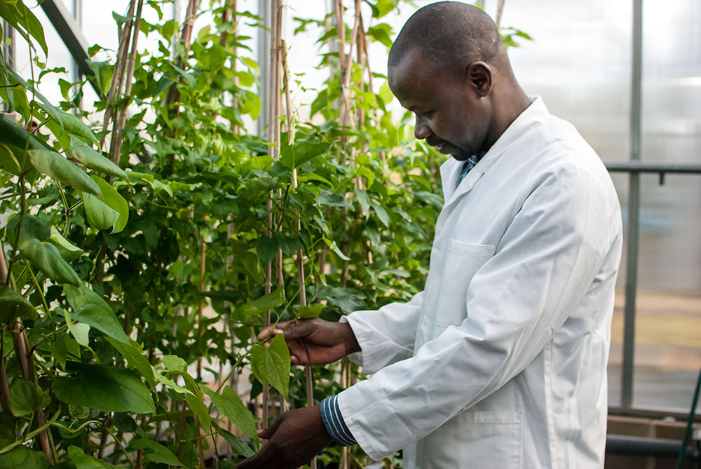 PhD student at NRI Mr Aliyu Turaki examines yam plant leaves for virus symptoms