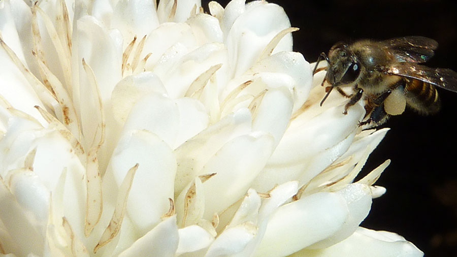 Bee on a coffee flower