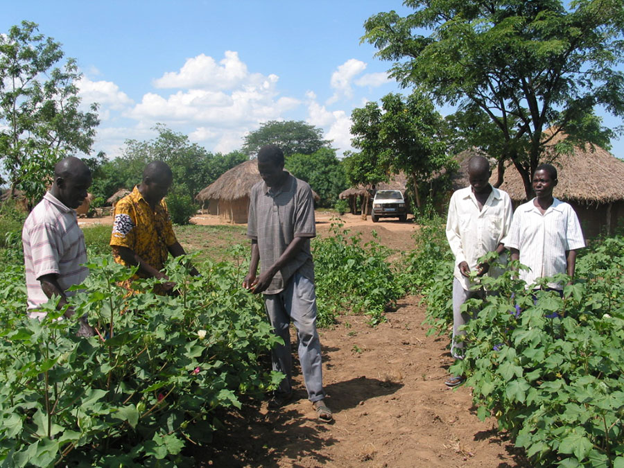 Cotton smallholder farmers in Tanzania