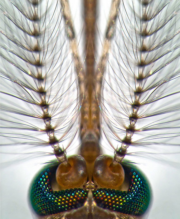 A closer look at the head of a male malarial (Anopheles) mosquito. The plumose antennae are inserted at their base into the doughnut shaped pedicel; the location of the mosquito’s hearing organ (Johnston’s organ). There are almost as many sensory cells crammed into the tiny Johnston’s organ as in the mammalian cochlea. Credit: Dr Gareth Jones, University of Brighton.
