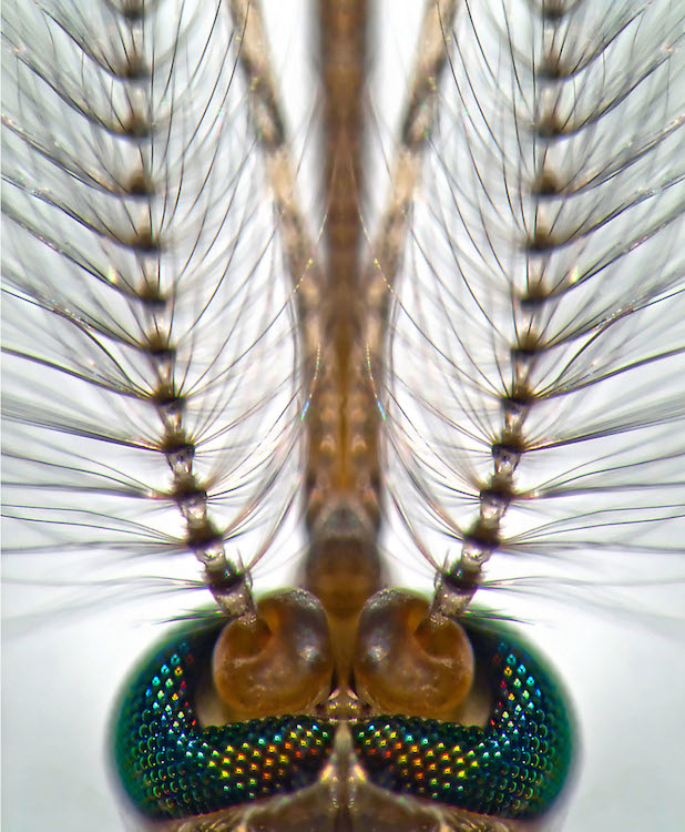 Culex pipiens male. Photo: Dr Gareth Jones