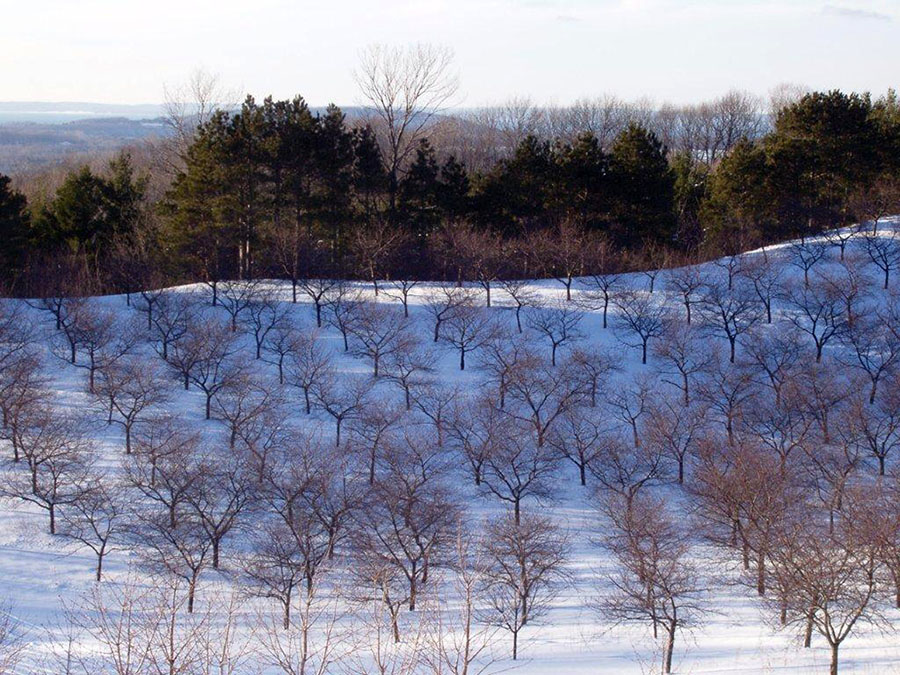 A perennial fruit tree orchard during winter dormancy