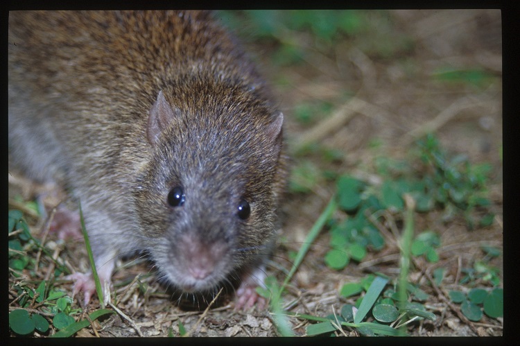 Bandicota bengalensis up close: looks cute but this rodent pest, endemic to South Asia, loves to dig, often burrowing in the walls and floors of mud brick houses, undermining structures and making houses fall down in the monsoon season.  Bandicoot rats are also phenomenal hoarders and can devastate rice harvests by storing rice in their burrows.  Many farmers resort to digging up the burrows to collect the rice, which can be as much as 20% of their harvested crop. Photo: S Belmain