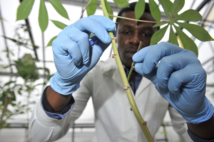 Cassava-lab-NRI R-Leavett-web