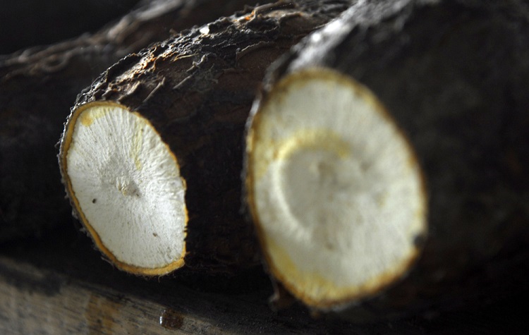 Cassava-roots N-Palmer CIAT-750
