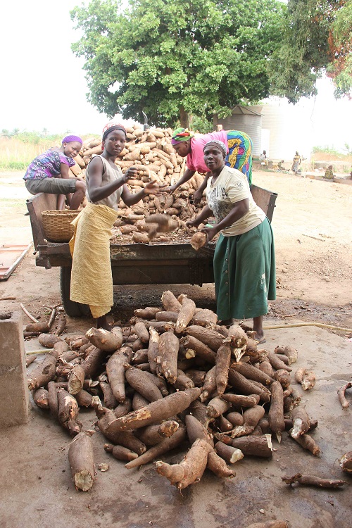 Interviewing cassava processors in Uganda. Photo: L Forsythe