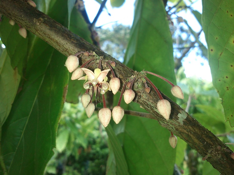 Ephemeral cocoa flowers are uncommon in that they grow directly from the trunk; their intricate design means that only particular types of insect pollinate them. Photo: S Arnold