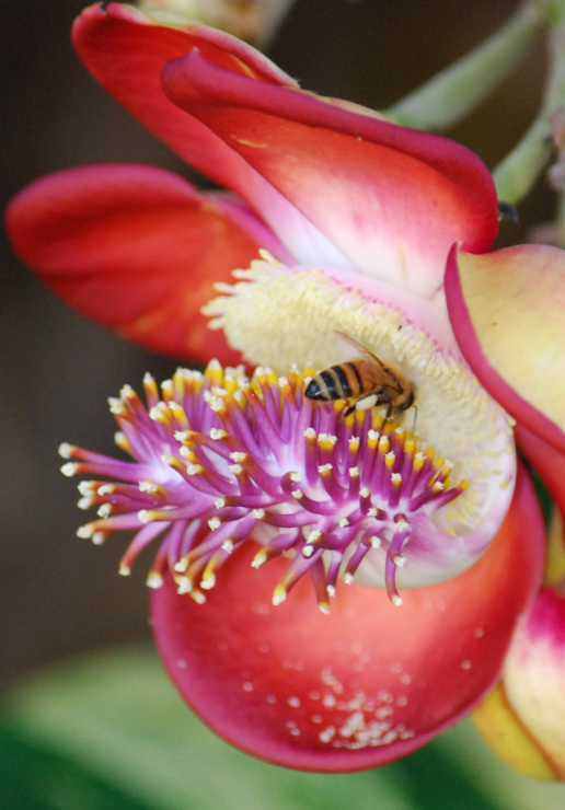 Pollinator. Photo: P Stevenson