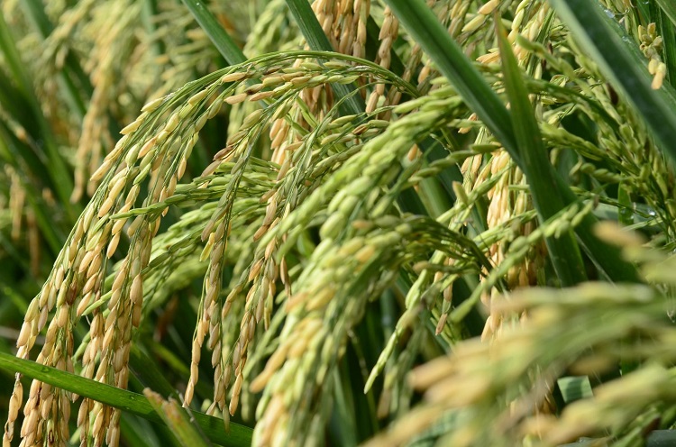 Rice plants in the field. Photo: N Palmer/CIAT