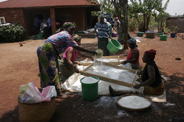 Sieving cassava flour at the Tiyamike Cassava Processing Group, Malawi. Photo: L Forsythe