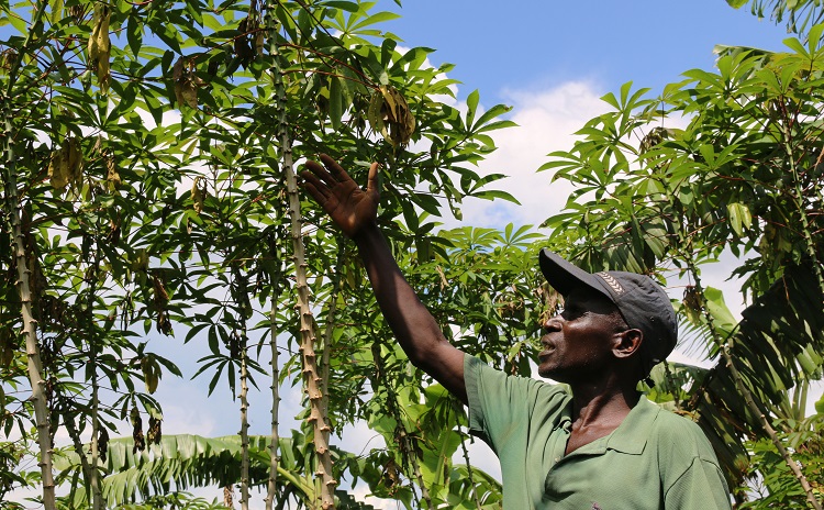 Cassava farmer CIP 750