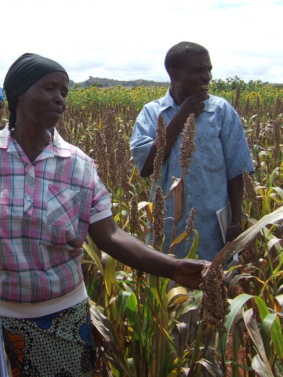 Farmers in a field of crops – drought tolerant early maturing sorghum, Chibelela village, Central Tanzania | Photo: T Stathers