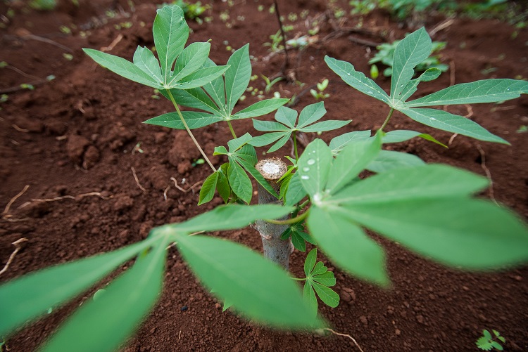 Cassava leaf G Smith CIAT1 750