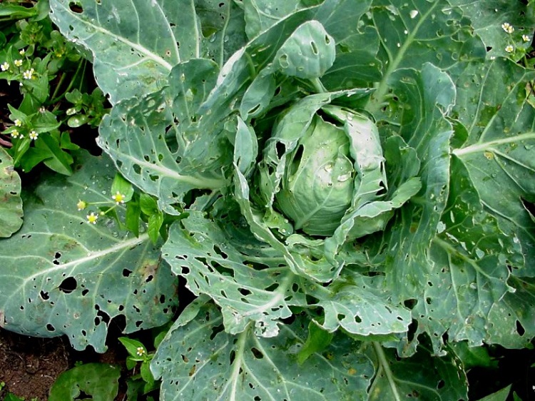 DBM damage cabbage AM Varela ICIPE 750
