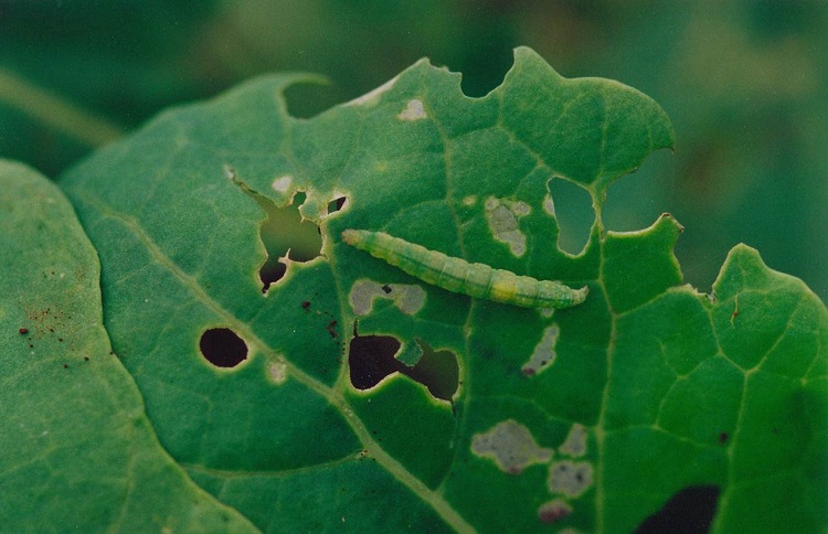 DBM feeding on Kale Kenya H Dobson 750