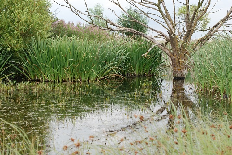 North Kent wetlands | Photo: M Stibbs