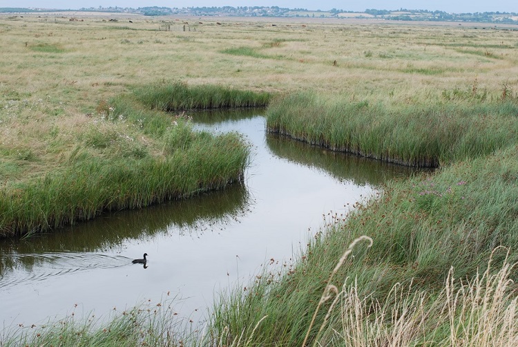 Kent wetlands1 MStibbs 750