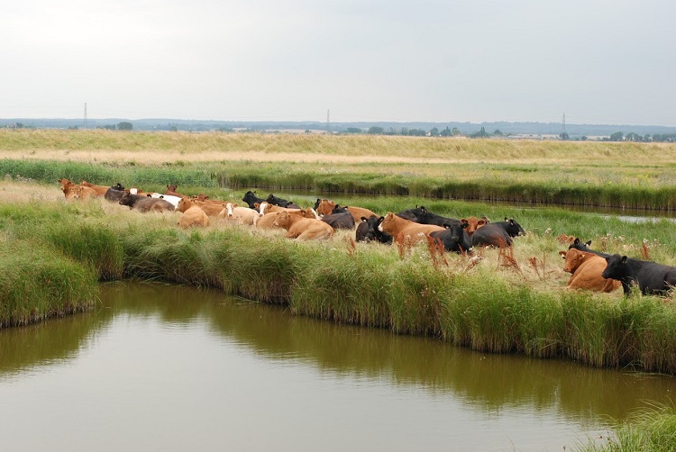 North Kent wetlands MStibbs2 750