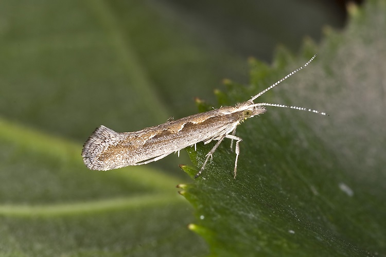 Plutella.xylostella.7383 750