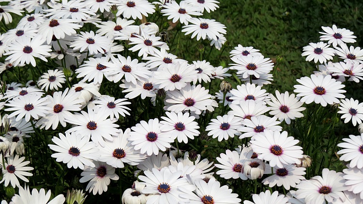 african daisy 1506380 750