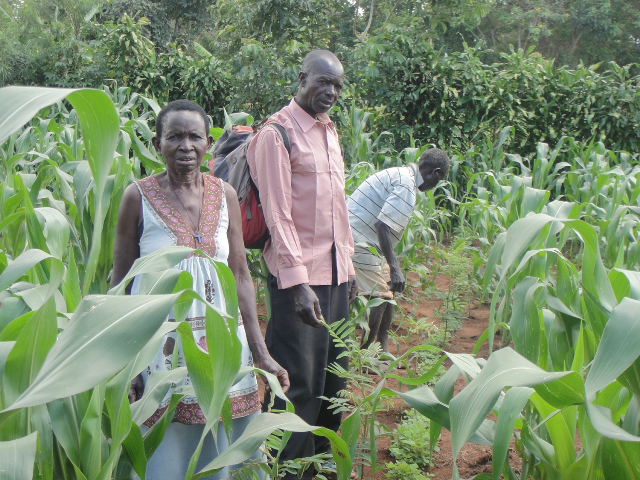 farmers planting tephrosia in maize field