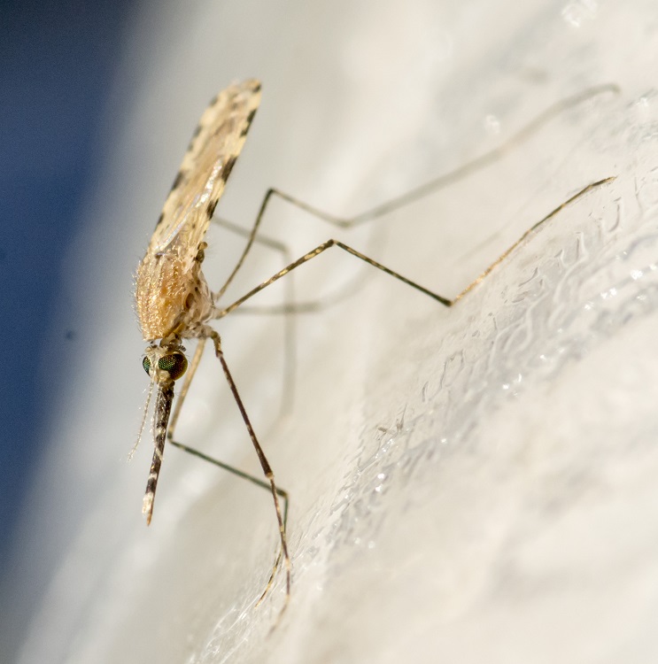 Close-up of a mosquito in the NRI lab | Photo: R Zipaj